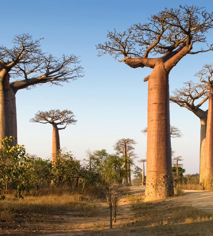 Baobabs dans une forêt de Madagascar
